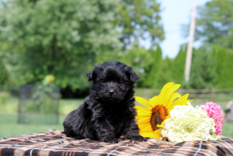 puppy, for, sale, Maltipoo, Matthew B. Stoltzfus, dog, breeder, Gap, PA, dog-breeder, puppy-for-sale, forsale, nearby, find, puppyfind, locator, puppylocator, aca